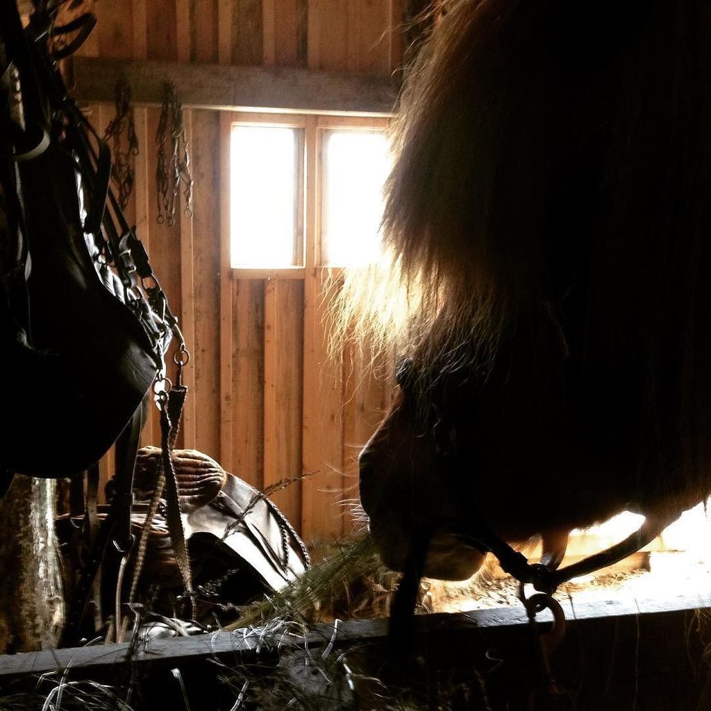 lythorse's tweet photo. It's very chilly outside today....but warm and cosy in The Old Stable made from turf 🐴☺️ #lythorse #oldstable #turfhouse #iceland https://t.co/9tU7wgISI3