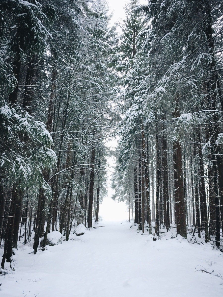 мрачный зимний лес. лес зимой эстетика. зима эстетика. зимний закат. февральский лес.