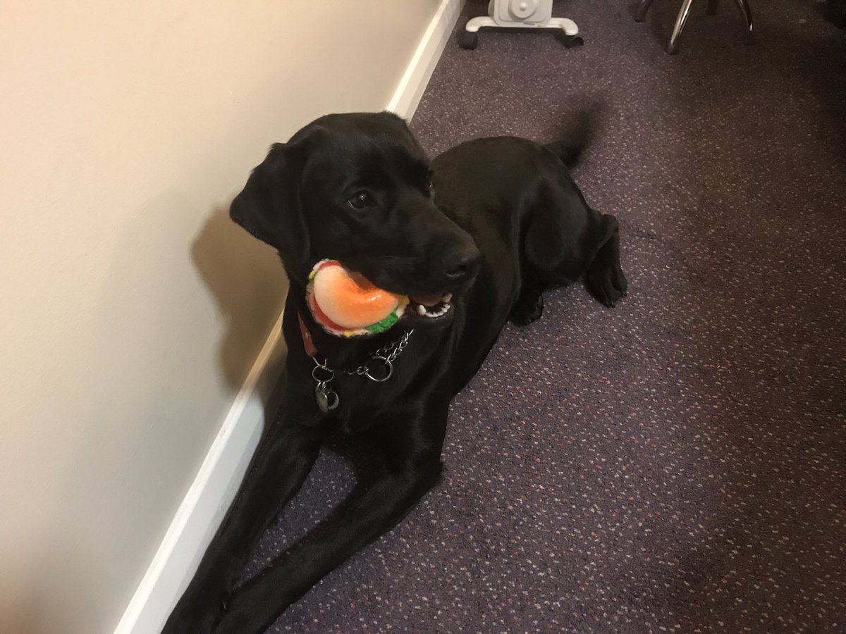 neilfachie's tweet photo. Well Tai certainly did well out of her evening #guidedogsawards #LoveMyBurger #squeek https://t.co/aYluSfeUic