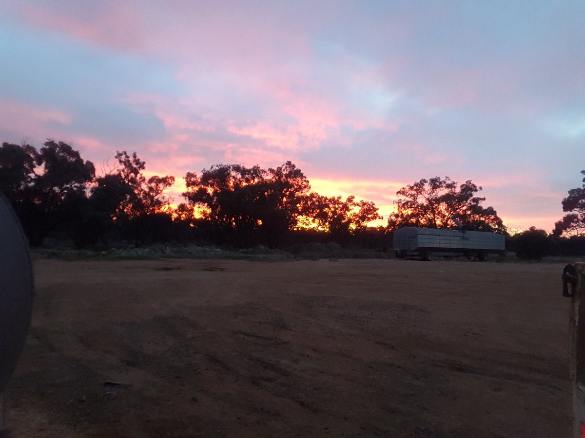Hate to be a shepherd! #shepherdswarning