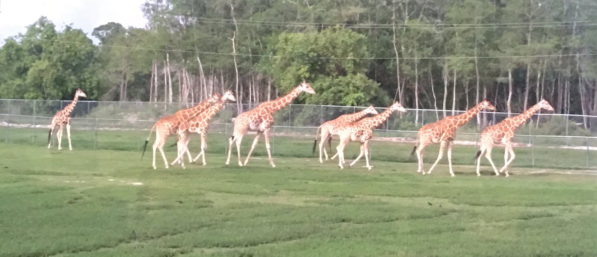PBCSTEM's tweet image. Thank you @BusOneLLC &amp;amp; @LionCountry for making our amazing behind the scenes tour possible! #BuckRocks