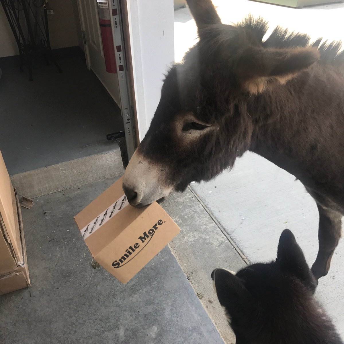 RomanAtwood's tweet photo. Our new mailman is a jackass! https://t.co/QcyeLzVIcg