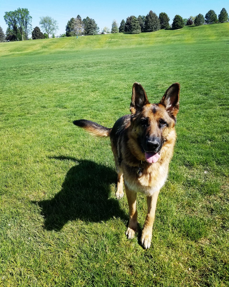 Dogloverpetcare's tweet photo. Play time is the best time!  #dogwalker #utah #saltlake #sugarhouse #petsitter https://t.co/4Wuv9PjsTU