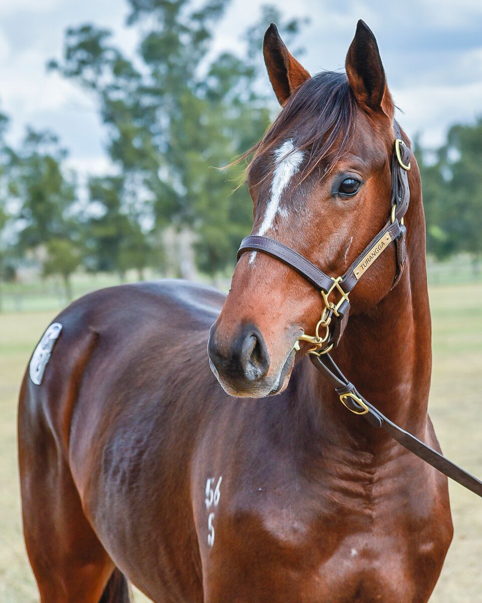 GrandSyndicates's tweet photo. Our new Eurozone colt headed to Brett Cavanough looks a smart customer! #SoonToBeReleased #AGrandAShare #NSW https://t.co/Mq5JJ9n87r