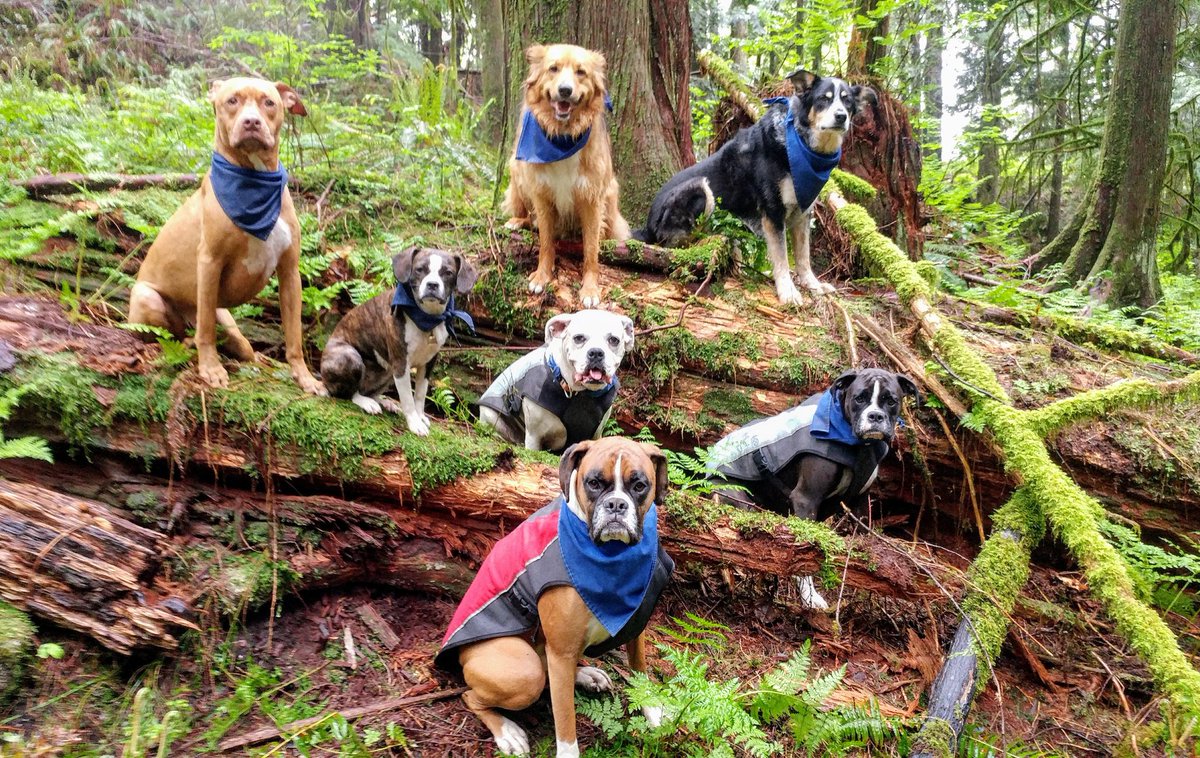 AdventuresDog's tweet photo. #fundogs https://t.co/LJ2x60d4BX