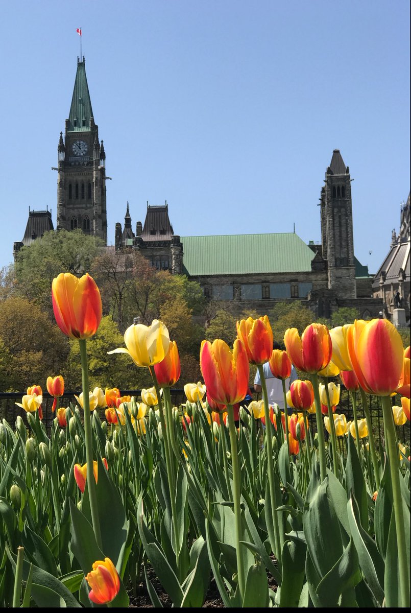 Paramountnursry's tweet photo. We deliver everywhere in #Ottawa  #MyOttawa #OttawaInBloom #localbusiness #onlineshopping #flowers #plants #trees https://t.co/UkYhnvgzFC https://t.co/X2dozSn8Ny