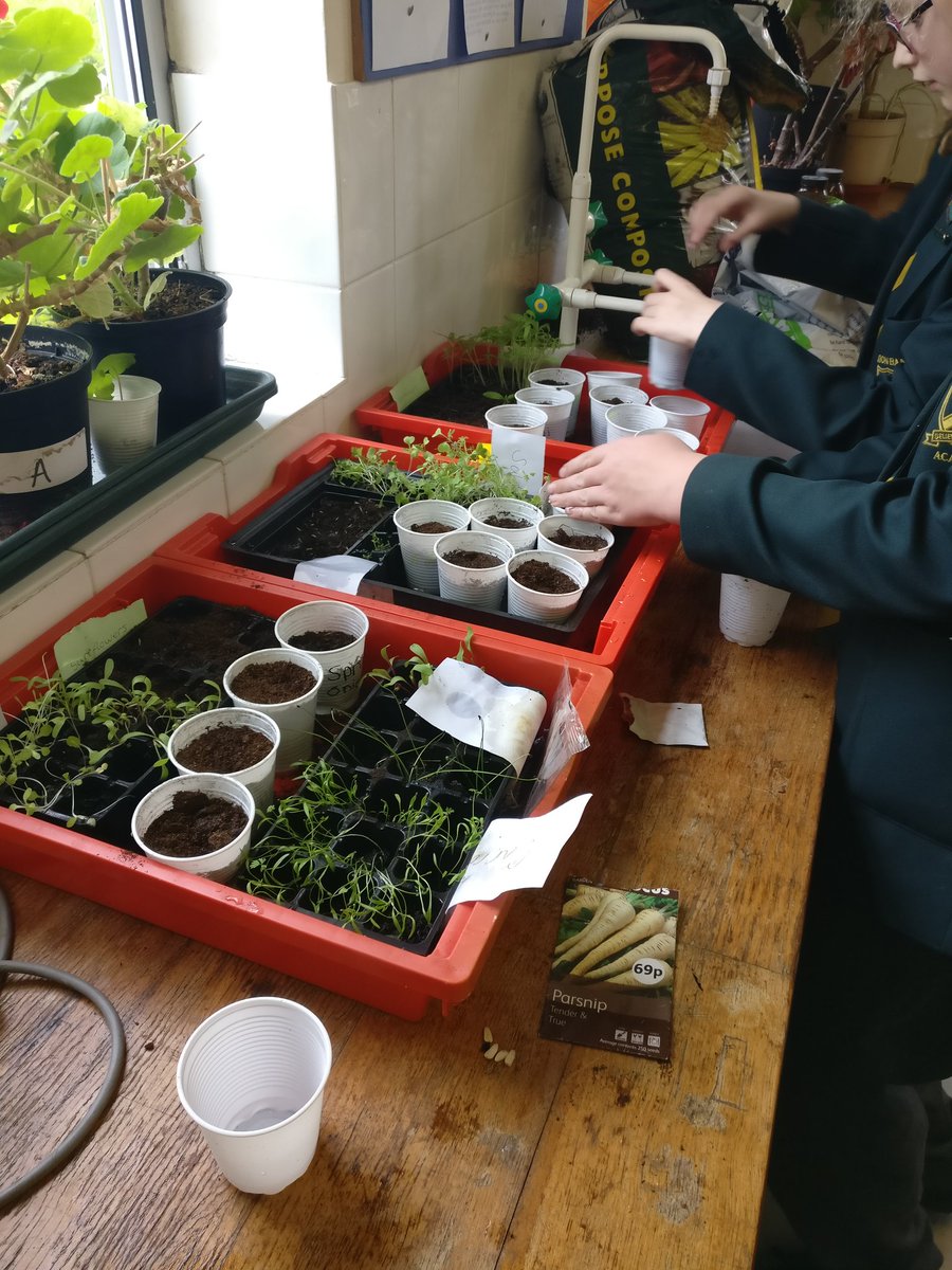 ScienceEba's tweet image. Last Sci club for this half term! Going to miss these hard workers! Special thanks to Robert and to Jamie's mum for the seeds! @EatonBank 🍅🥕