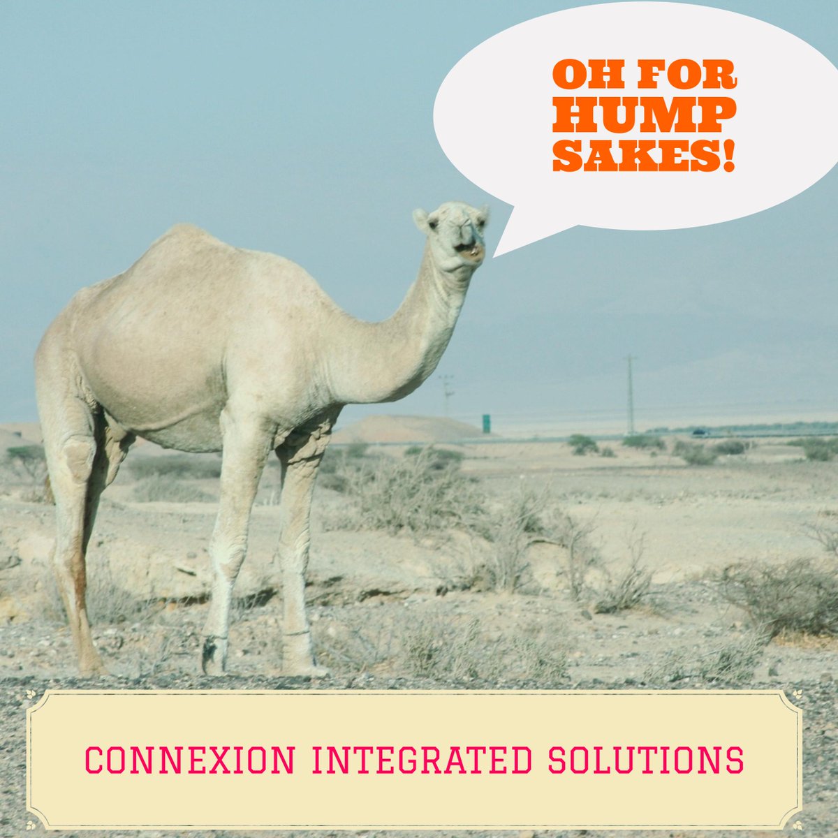 connexsol's tweet photo. Keep calm and hump along! Encourage some1 or a brand today to push forward! #HumpDayMotivation #contentmarketing #socialmedia #humor #SMM https://t.co/0BtYGuEYtx