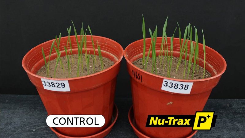 NuTraxP's tweet photo. Nu-Trax P+ with Wheat Starter Fertilizer Improves Early Season Growth in Cold Conditions. #Wheat #Fertilizer17
https://t.co/wsHH3ezyAc https://t.co/q0DF5KMBhj