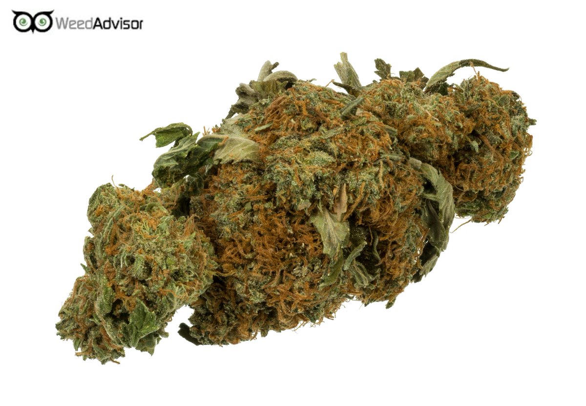 weedadvisor1's tweet photo. #Big Buddha #Cheese is known for its sweet, tropical fruit meets skunky-cheese smell and large yields of high potency flowers. https://t.co/f6FAKncjZ9