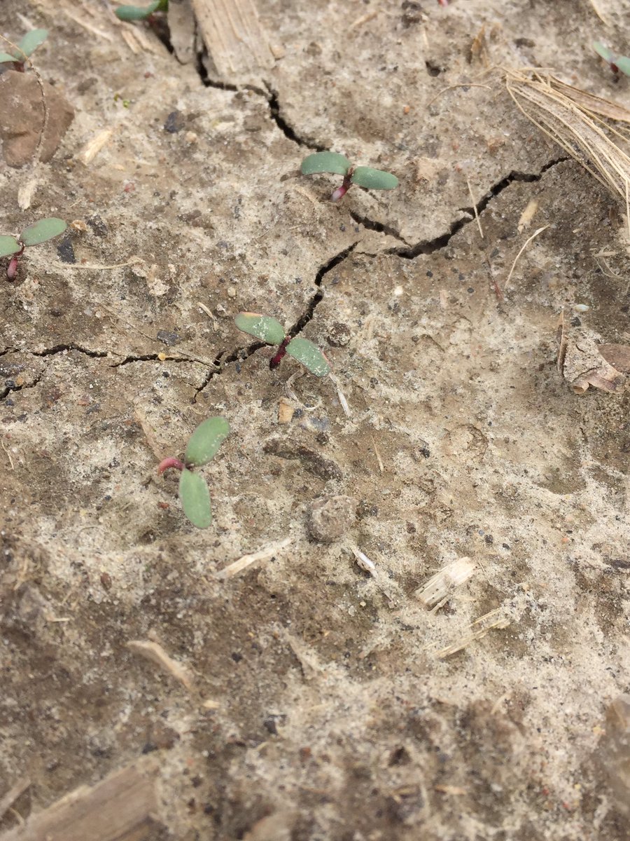 Cheech_Cheech's tweet image. New Seeding April 29th with Pioneer 55V50 in middle eastern ON coming on nice! #foragezone