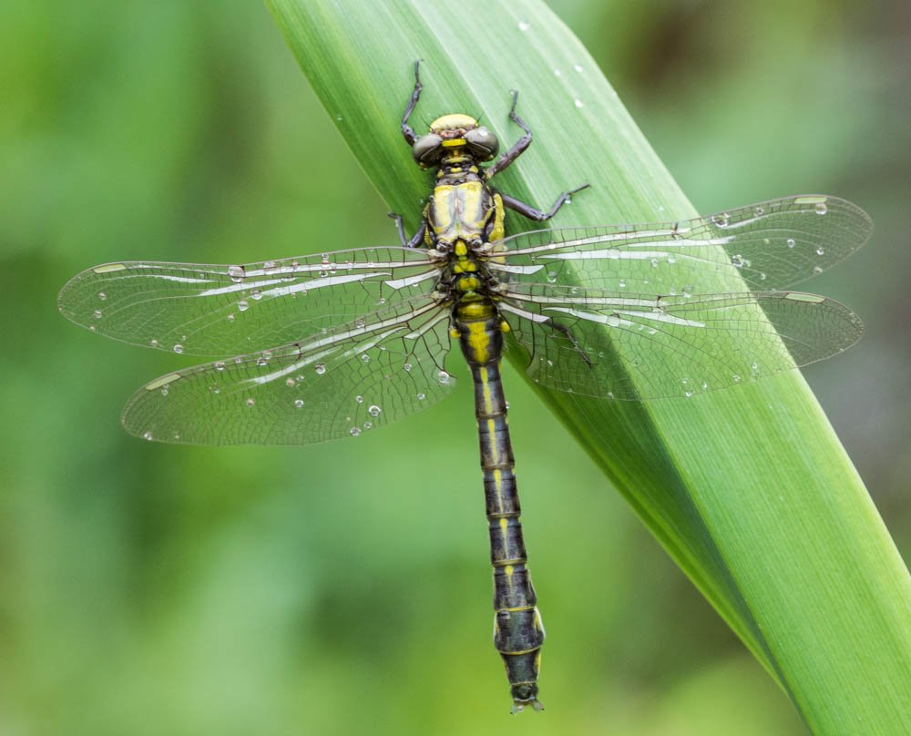 earlseye's tweet photo. Enjoyable walk at Holt today looking for Clubtails on banks of Dee with @BDSdragonflies & @North_Wales_WT #clubtailcount @Team4Nature300 https://t.co/1OZEx4Xf2g