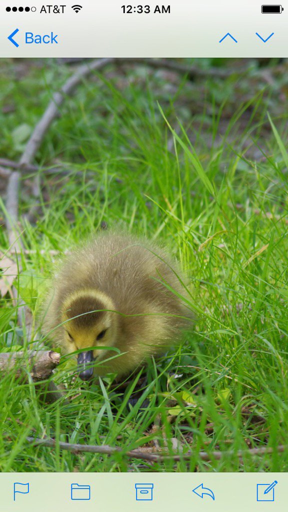 LuKey45053655's tweet photo. A new Canadian goose has arrived... https://t.co/f9pOYYakjs
