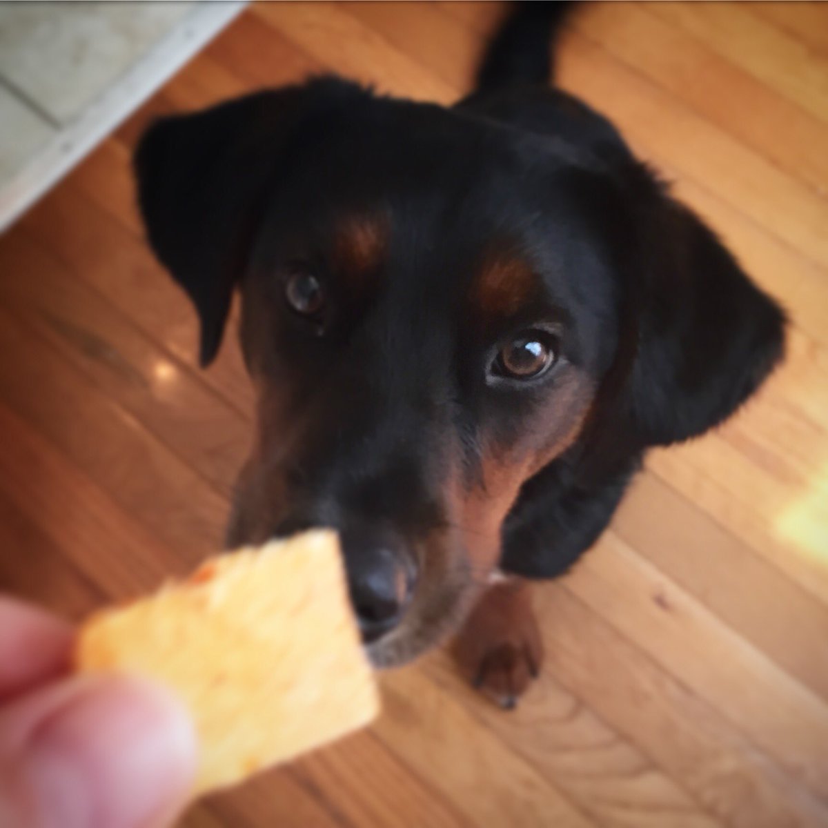 ProjectGroom's tweet photo. Get a candle, Give a groom to a shelter pup in need! #veganhour #AdoptDontShop https://t.co/lnJDvMtrti