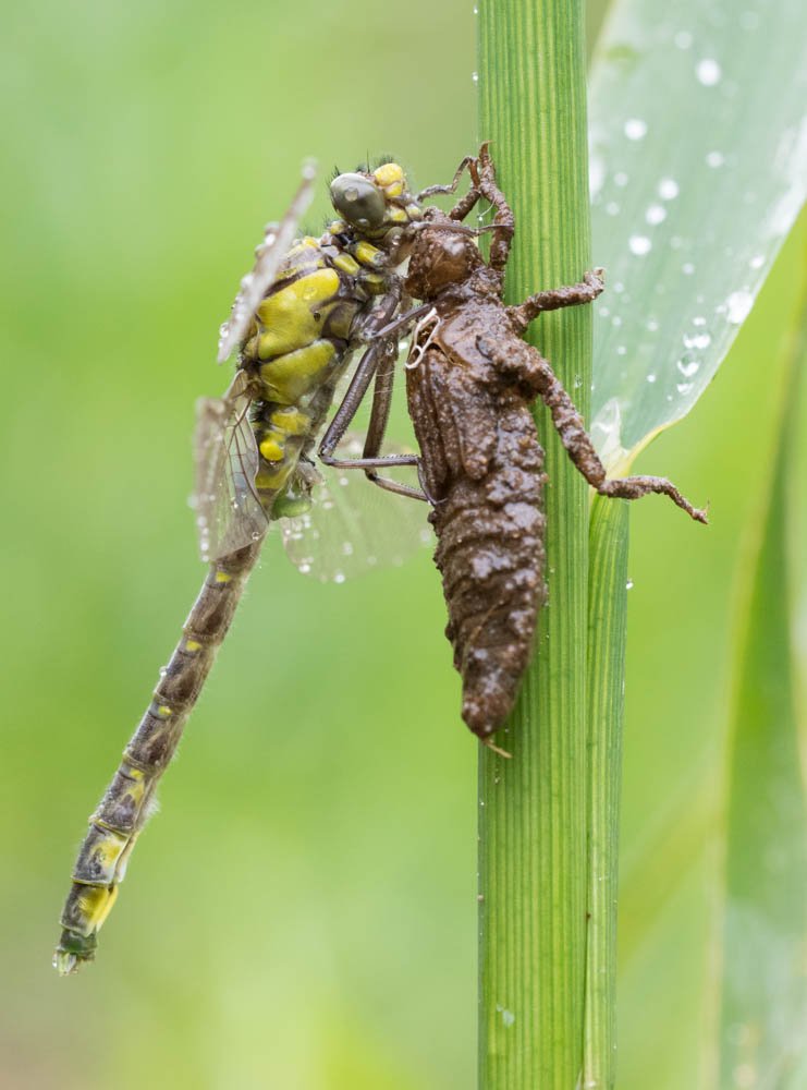 earlseye's tweet photo. Enjoyable walk at Holt today looking for Clubtails on banks of Dee with @BDSdragonflies & @North_Wales_WT #clubtailcount @Team4Nature300 https://t.co/1OZEx4Xf2g