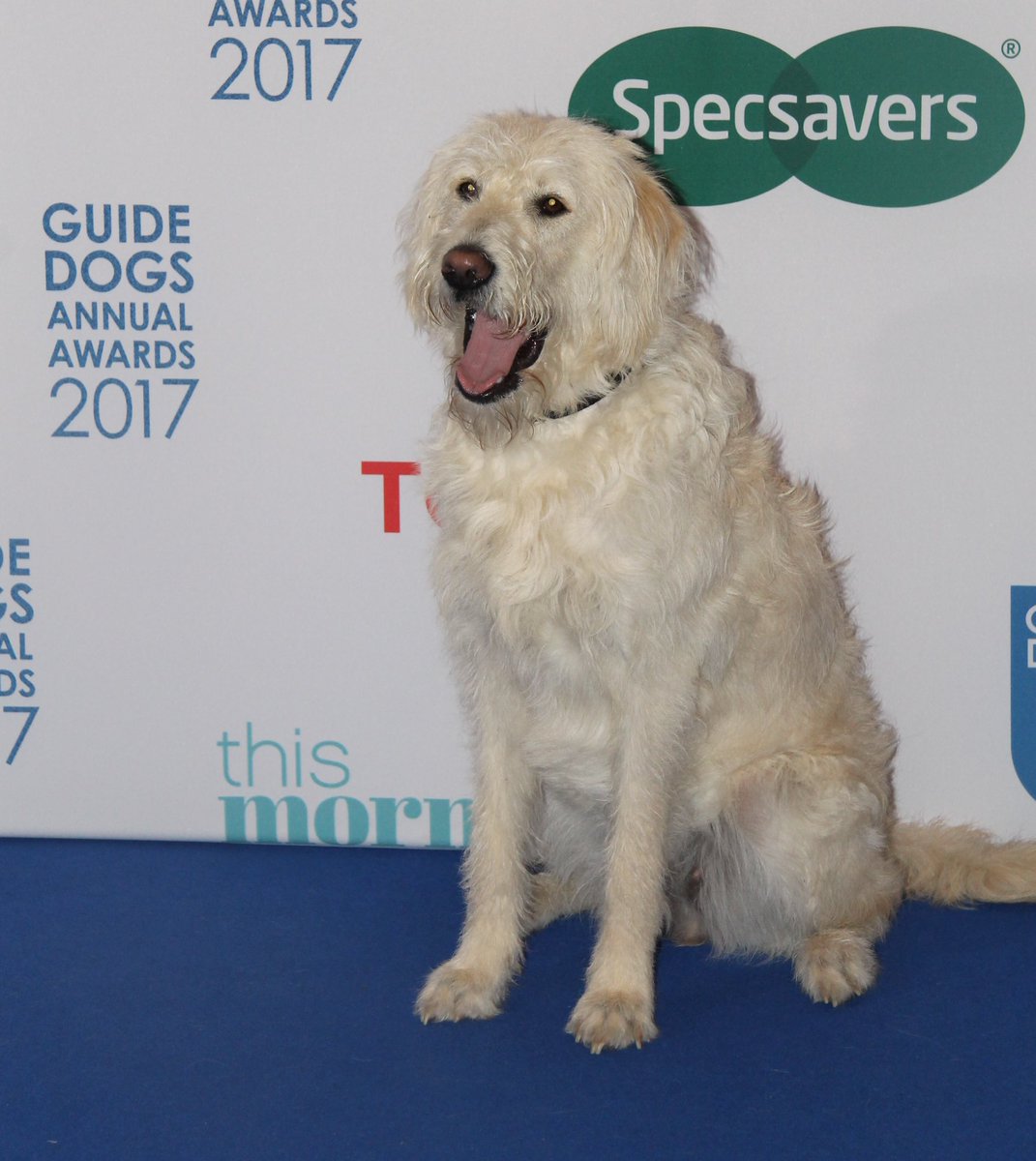 TheGuidePuppy's tweet photo. When being a celebrity guide dog just becomes part of the routine ๐ค #GuideDogsAwards https://t.co/o2QUxbSFE7