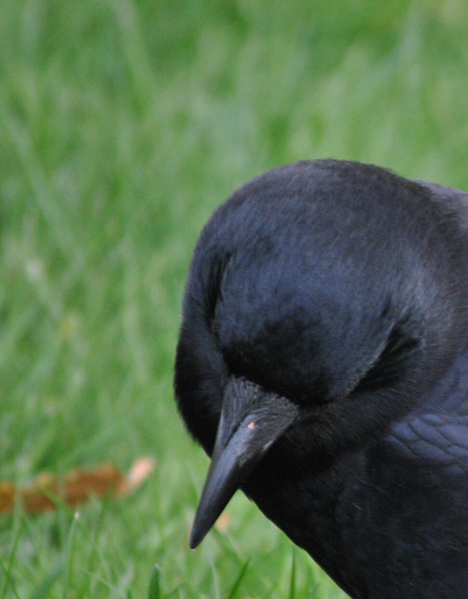 corvidresearch's tweet photo. Shall you say no or shall you shout crow? 
By 5:30 PM is when I must know
Good luck my dear friends, 
Now ready, set, go! 

#CrowOrNo https://t.co/z3T0BHxwKD