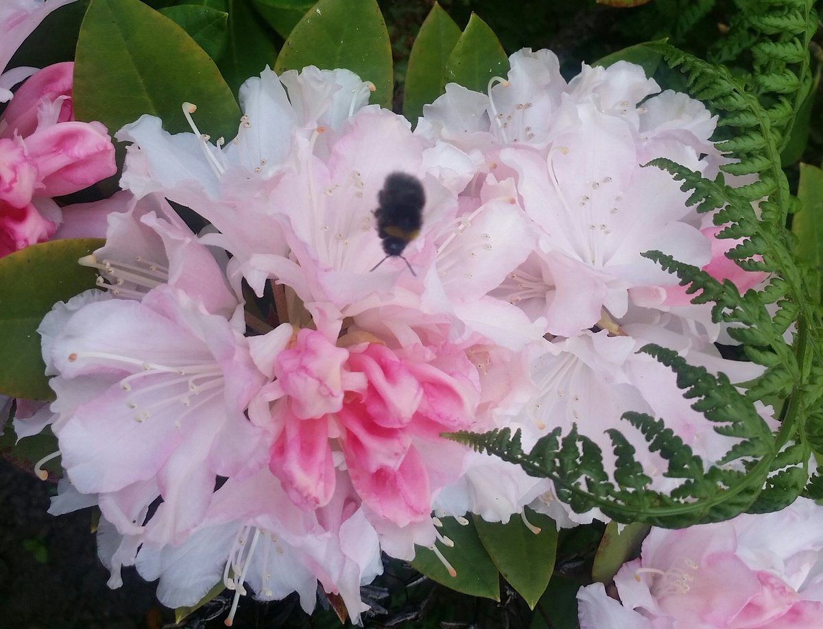 minijaffa13's tweet photo. A wee dip in the Bee bath then back to business 🐝 #bees #protect #givethemahand https://t.co/iNVSt4nTJL