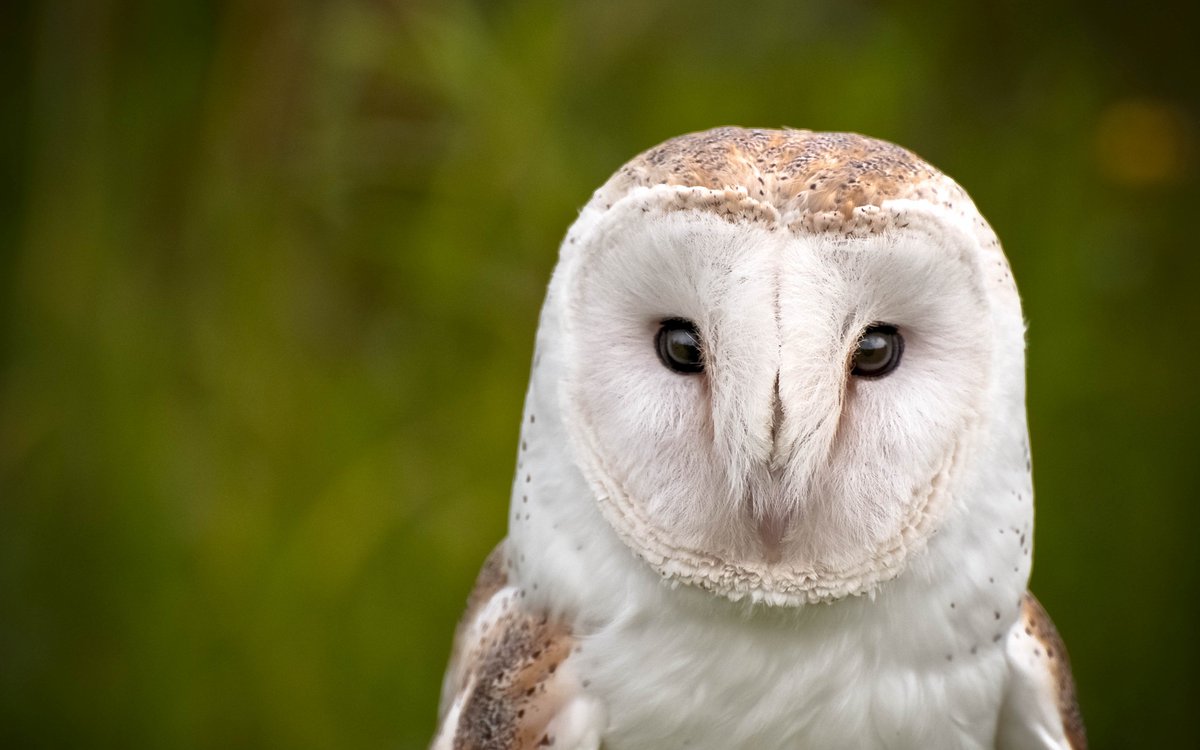 killz4sher's tweet image. End-to-End Automation Using Nightwatch dlvr.it/P9WYFL #devops #test_automation #browser_testing #nightwatch #programming