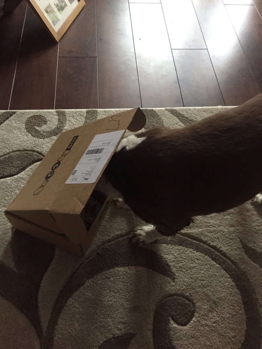 _AdamBeck_'s tweet photo. @scooby_box amazing box as usual, the ear was the first thing out. I think we enjoy #scoobybox day more than she does 😍👌🏼 https://t.co/dg4bFptw54