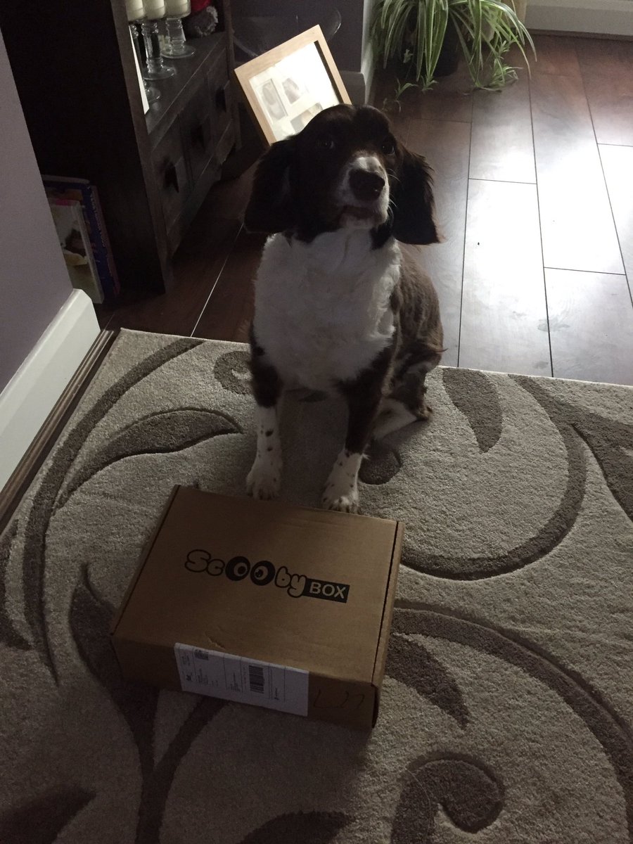 _AdamBeck_'s tweet photo. @scooby_box amazing box as usual, the ear was the first thing out. I think we enjoy #scoobybox day more than she does 😍👌🏼 https://t.co/dg4bFptw54