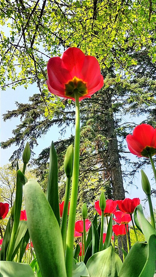 1MillionTulips's tweet photo. Canadian Tulip Festival.  #OneMillionTulips #Beechwood #MyOttawa #TulipParade #TulipDreams #TwitterFlowers #Canada #Canada150 #TulipInMay https://t.co/fR3Roaf70b