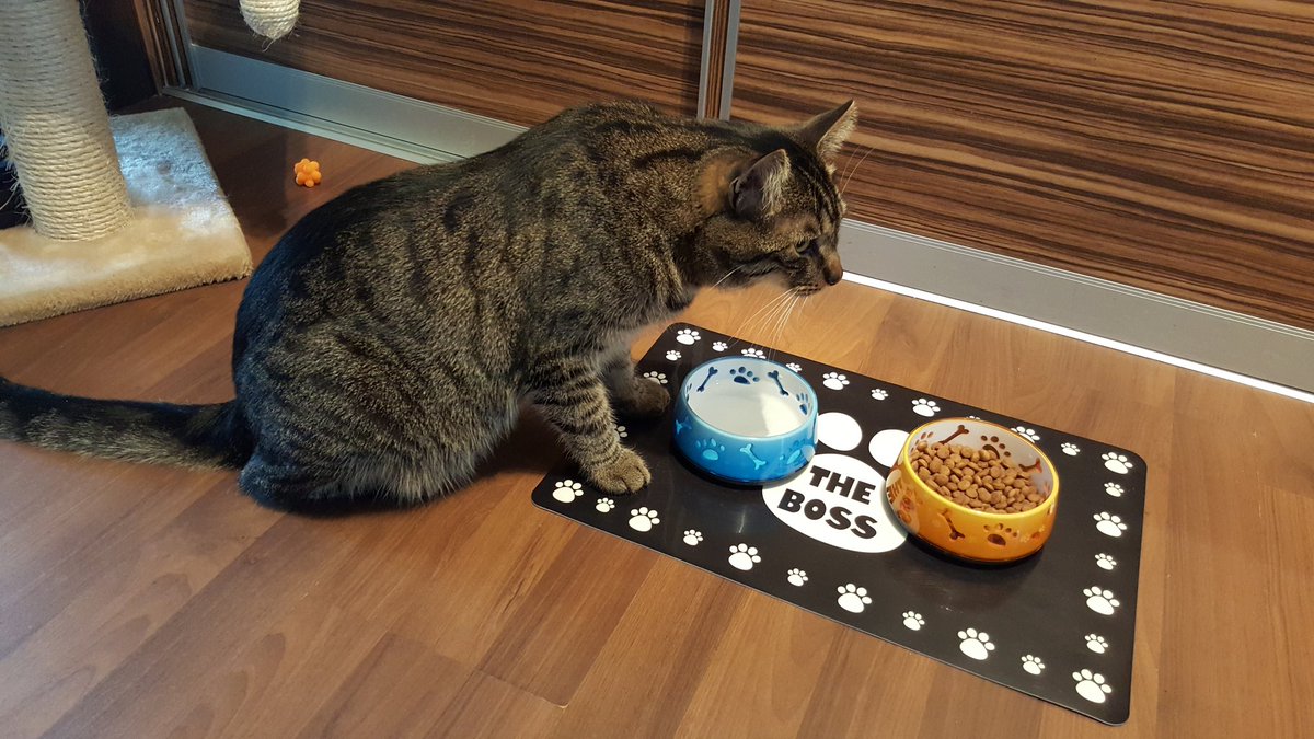 I'm happy that humans know who's the boss here 👑🐱 #ThankYou, I appreciate that but now it's time for dinner 🍗🐟😹 #CatsOfTwitter #tastyfood