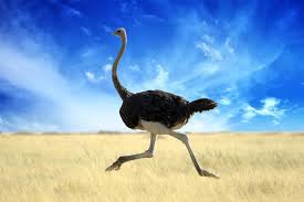 Ostriches can run faster than horses, and the males can roar like lions.