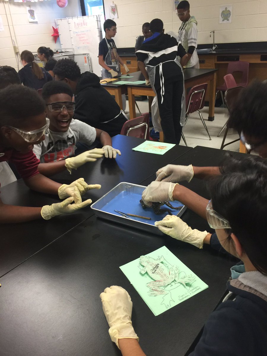 Keibler_Science's tweet photo. "The smell was awful, but it was so worth it!" #frogdissections 🐸✨@SummitStrong https://t.co/rQKGakAFIu