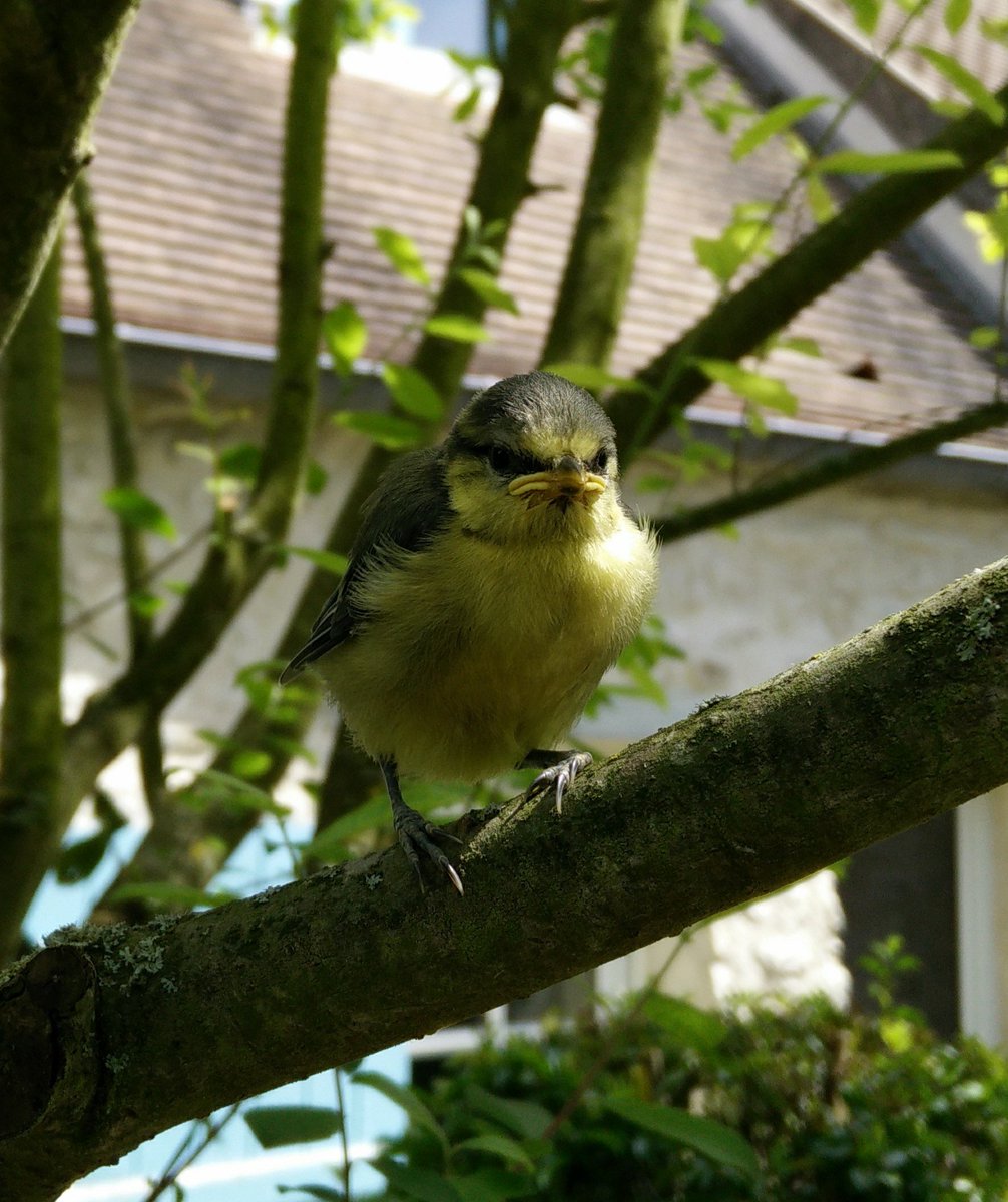 erwanaliasr1's tweet photo. After the #grumphy cat I have the bird https://t.co/MlsNgBUdt3
