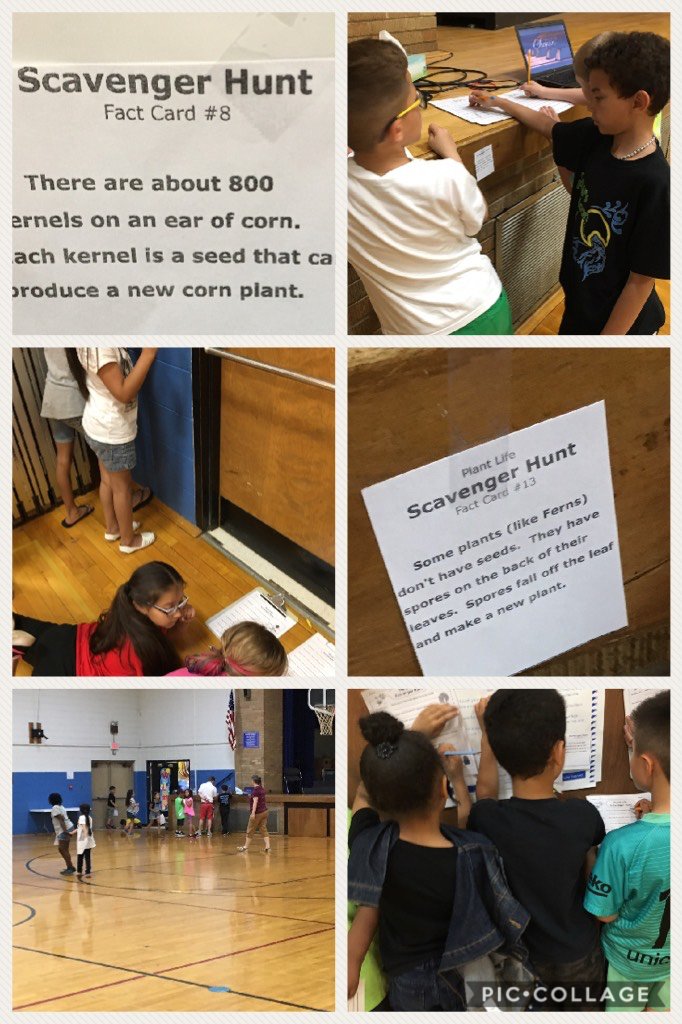 MrsKrusa's tweet photo. Scavenger Hunt for plants!! 2nd graders working hard to find answers🤓
#kmdolphinsro https://t.co/HA9dGIYjHI https://t.co/47UAO2NBjG
