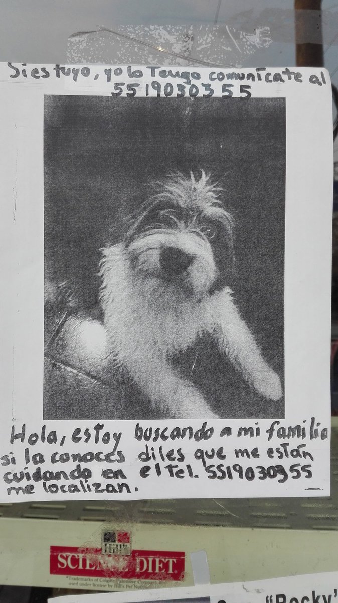 gatita1983's tweet photo. #FelizMiercoles @PrrosPerdidosMX @LaNotaPositiva @fellpudito @JerrxG13  Gracias! Saludos https://t.co/ZEcTNQCIwa