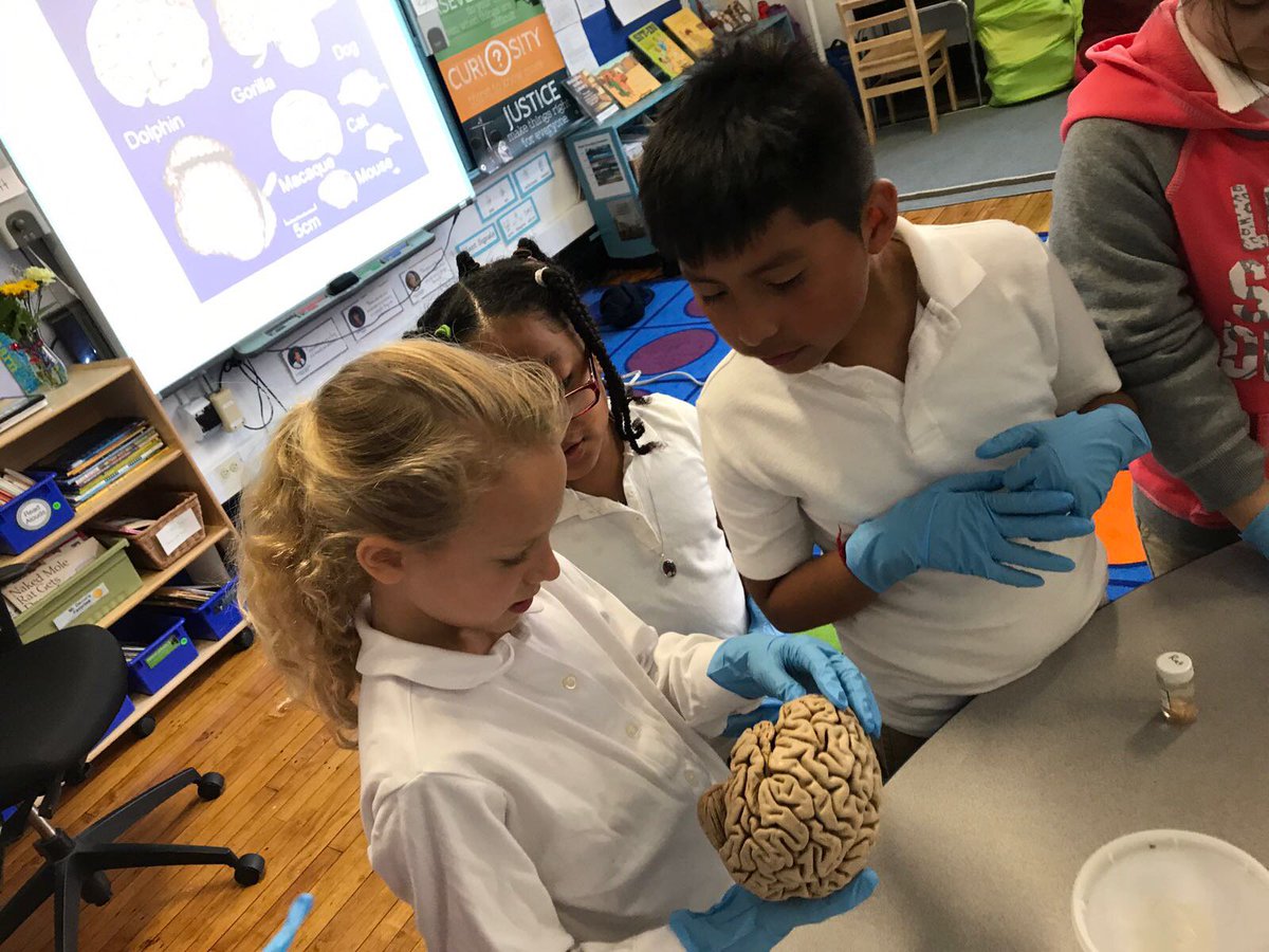 comunidadECUSA's tweet photo. Nuevo taller de #ECUSA en las Escuelas NY. Gracias @CUneuroOutreach @RuedaCB @ecara011 @SpainEdOffice por llevar #neuroscience a los peques https://t.co/5O3jX23NUF