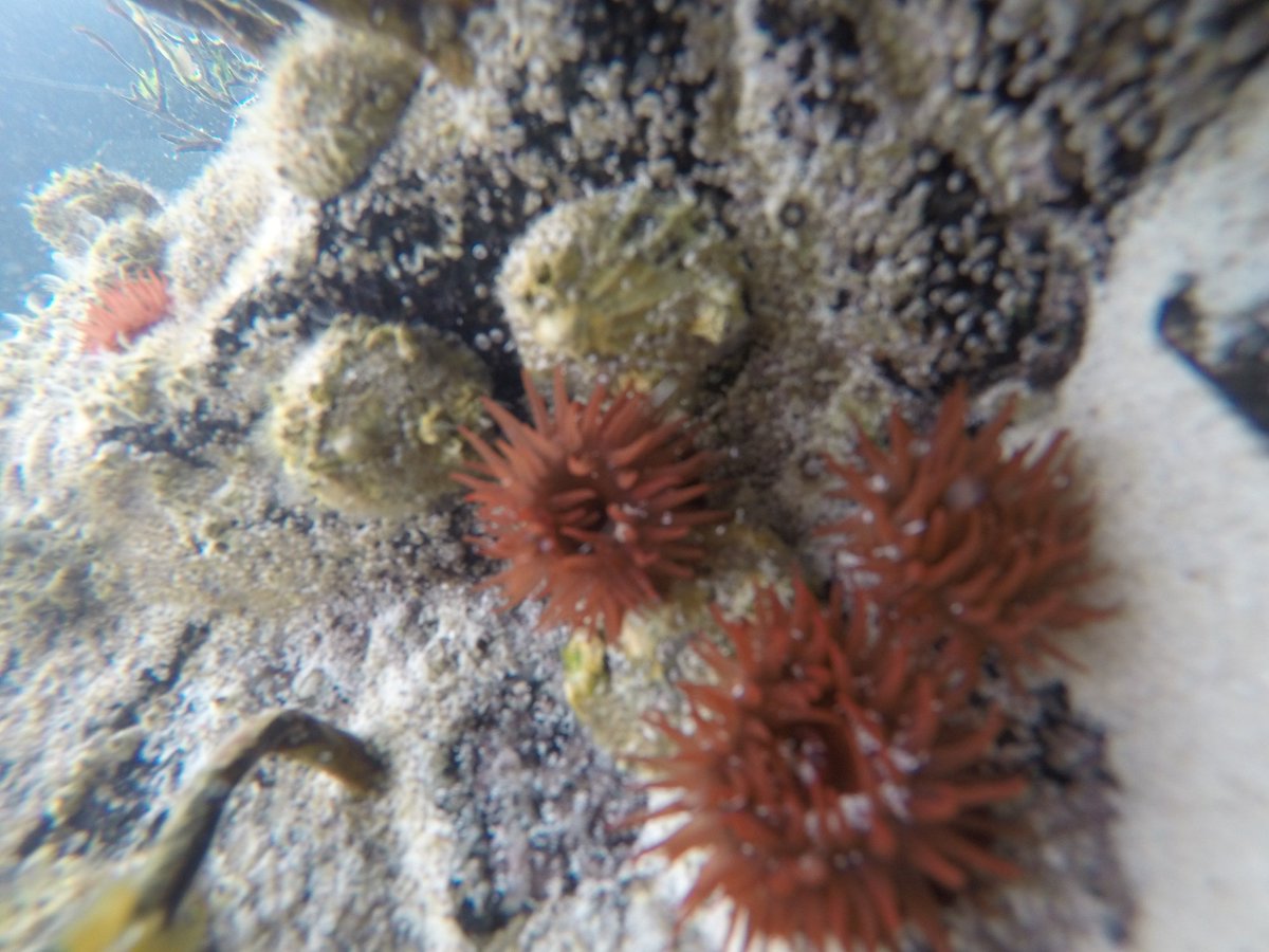 klondyker's tweet photo. Snorkeling at Achmelvich by Lochinver on the @ScotWildlife NW Highland Snorkel Trail today. Clarity of water amazing. #snorkel #scotland https://t.co/fkmNRaoGjV