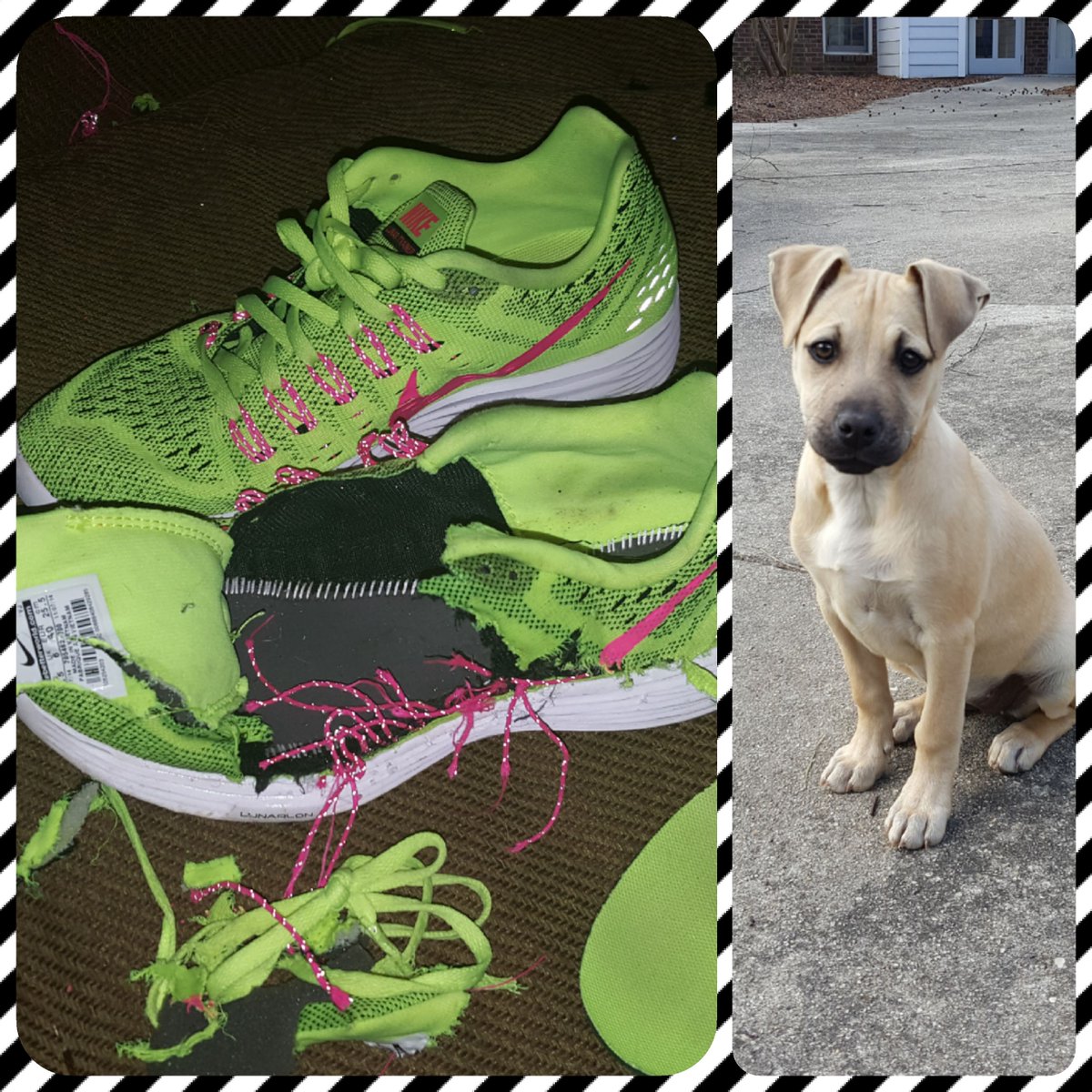 BeccaCaryNC's tweet photo. Favorite new @Nike @NikeRunning shoes from @omegasportsnc didn't even last 2 months thx to new puppy #badpuppy #nikerunning #omegasports https://t.co/Z8bPxQcWjc