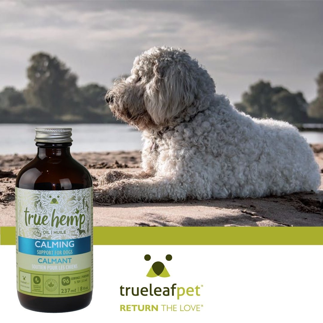 true hemp calming oil