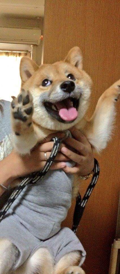 OlaKoala tweet media