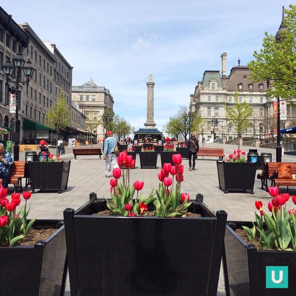 urbanizermtl's tweet photo. Sun, tulips and the beautiful Old Port! Happy #375th #Montreal! Toujours aussi belle! 🎂🎉🎈 https://t.co/ufefNQcbtC #mtl375 https://t.co/AuLkIhg1RI
