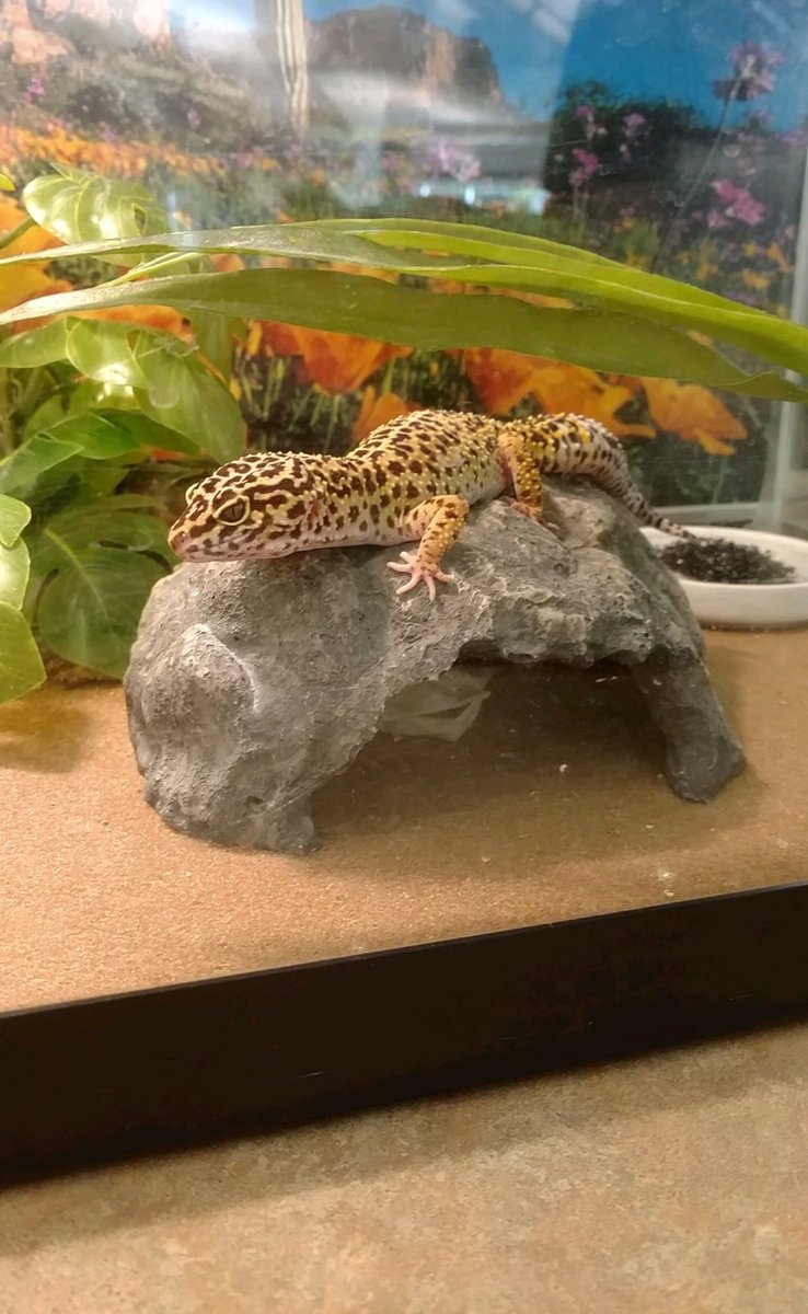 SchlowLibrary's tweet photo. Our adorable #LucyTheLibraryLizard #SoakingUpTheSun on this #SummerLikeDay! Thanks to @BAClemens for the picture! π https://t.co/Vooqp8QWJI