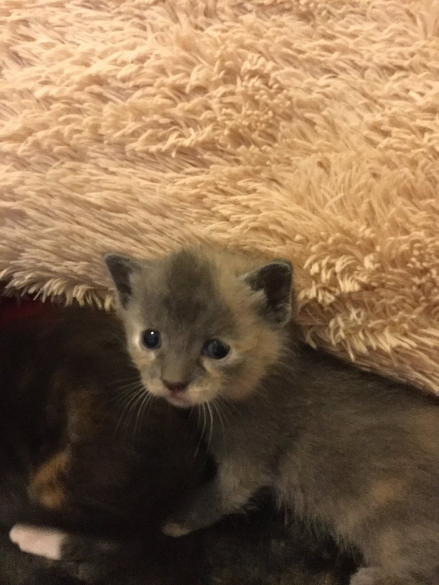 goodbye10946's tweet photo. @AustinMahone look at the my baby kittens.. MJ,Tiger,Pepper,and Hazel ๐ป๐ป#ATourForMePlusYou #CreaturesOfTheNight https://t.co/dLBSe880Vx