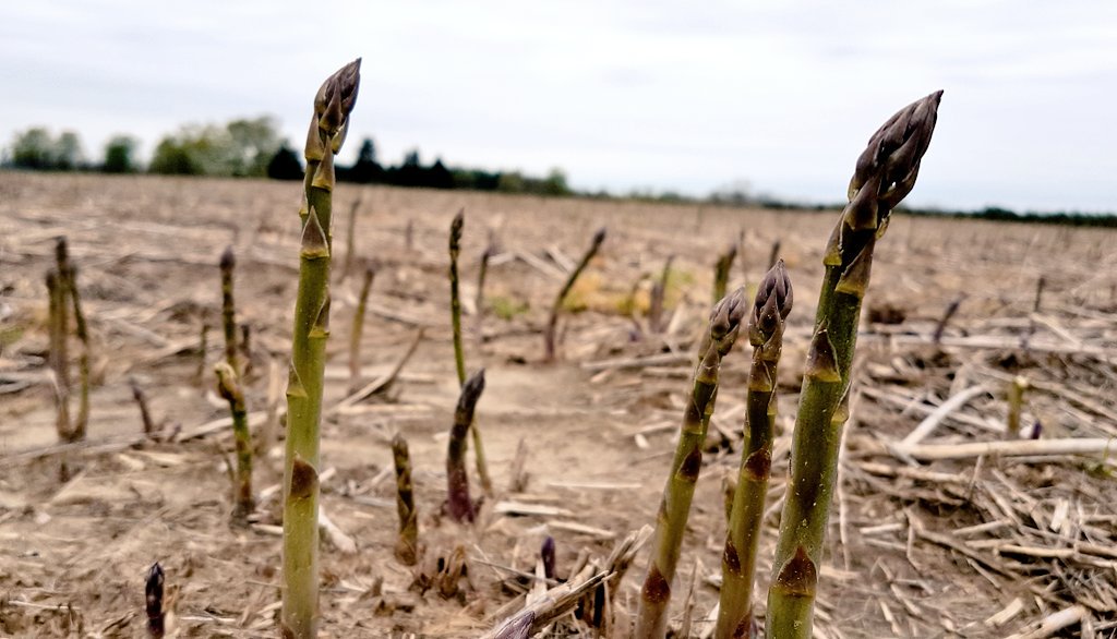 FreshAirFarmer's tweet image. Fresh asparagus is a sure sign of spring around @BrantwoodFarm! Come &amp;amp; meet Kara to see how it is grown. youtu.be/IMFG8lxXaPk