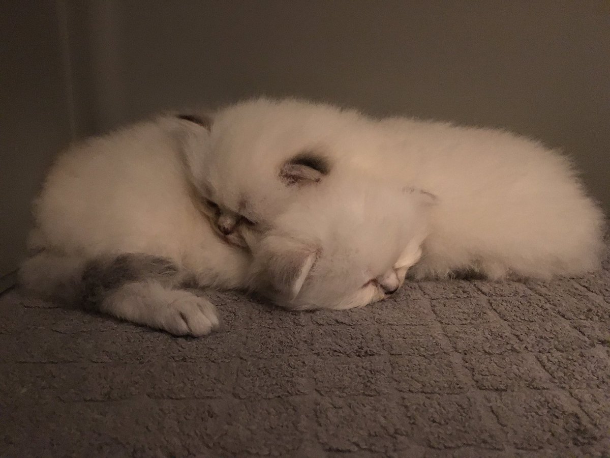 Cat_Britivana's tweet photo. Lits superposés version chatons ❤ #CatsOfTwitter #warmpets https://t.co/yFJ11i38AD