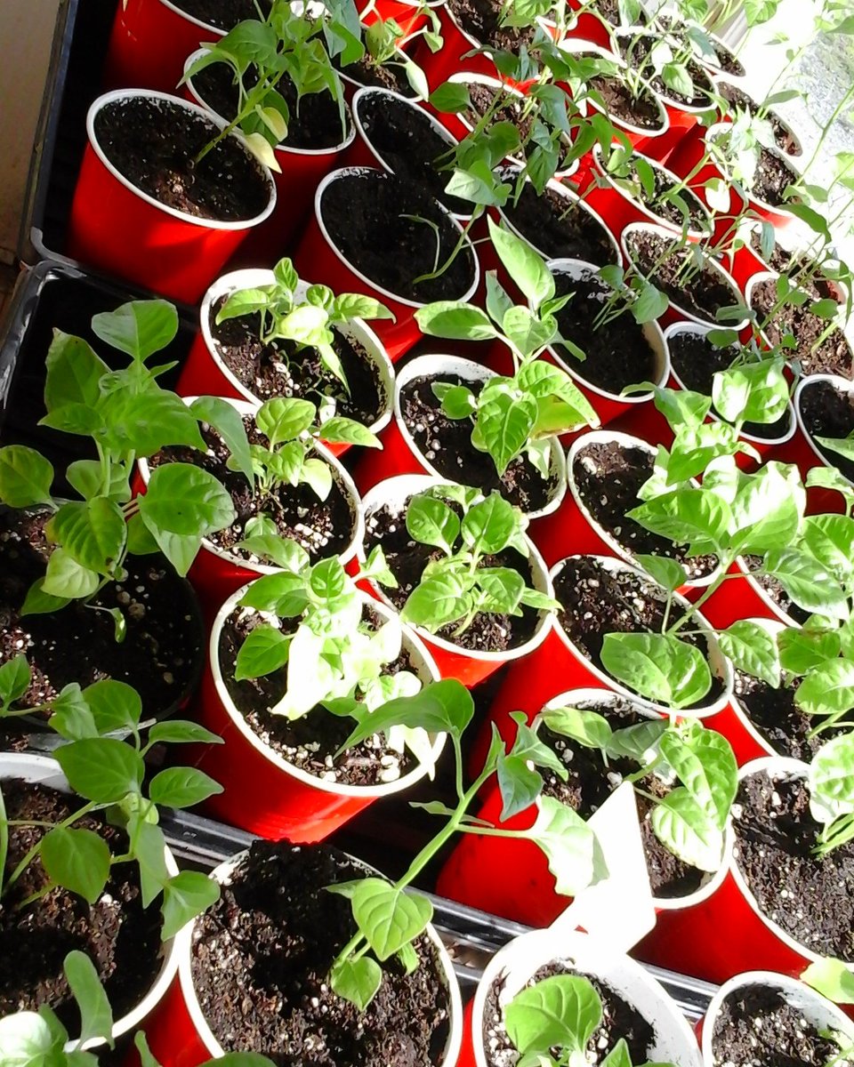 GordzHotSauce's tweet photo. The #ButchT are happily transplanted! ๐ฑ๐ฅ๐ฑ๐ฅ
https://t.co/14u7BGSoYw #seedtobottle #allnatural #hotsauce ๐๐ฅ๐๐ฑ#CanadianHotPepperGrower #spdc https://t.co/W05zqJfTWH