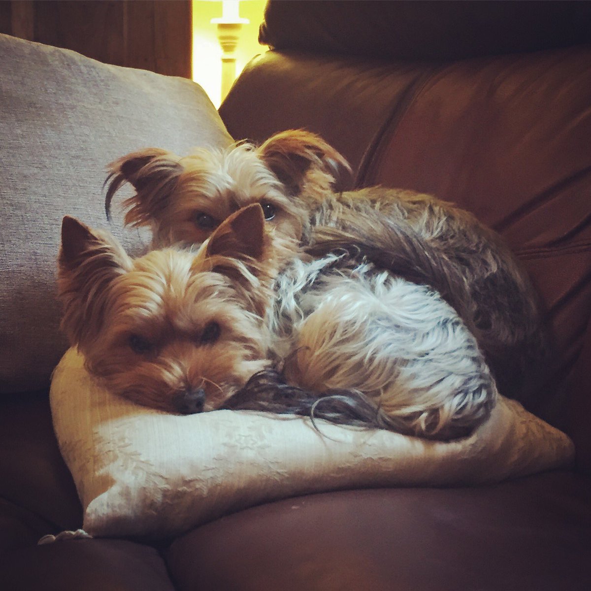 Éna Brennan tweet media