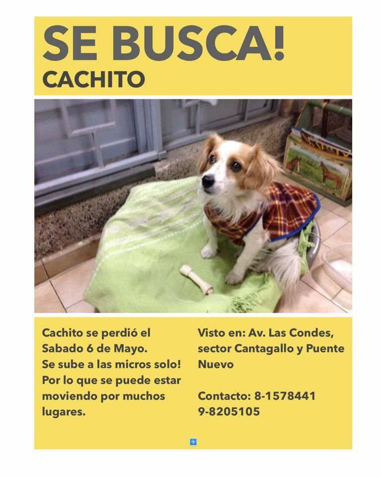 #extraviadosensantiago