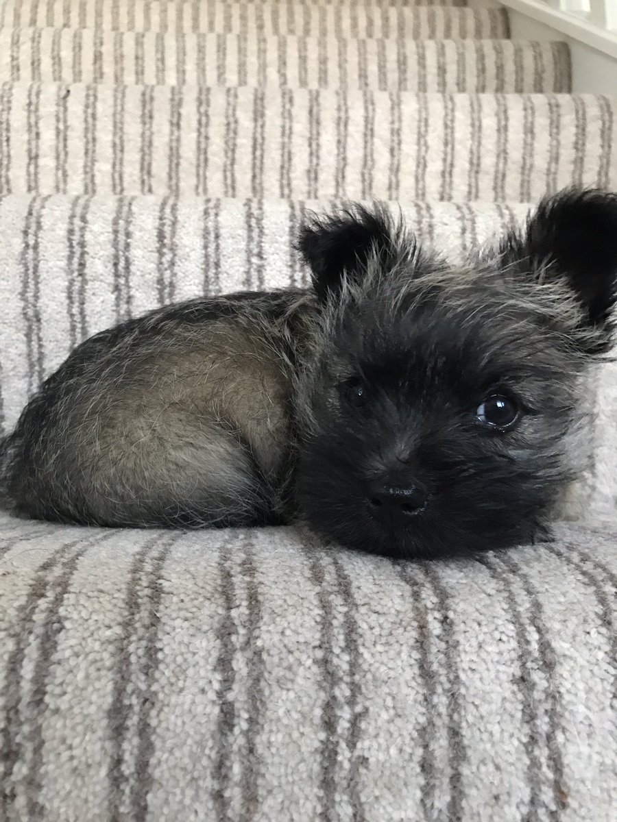 lakeslass's tweet photo. He looks cute but believe me he's a little horror 😂 #teethlikeneedles #ralphyb https://t.co/bGHT2BO3oI