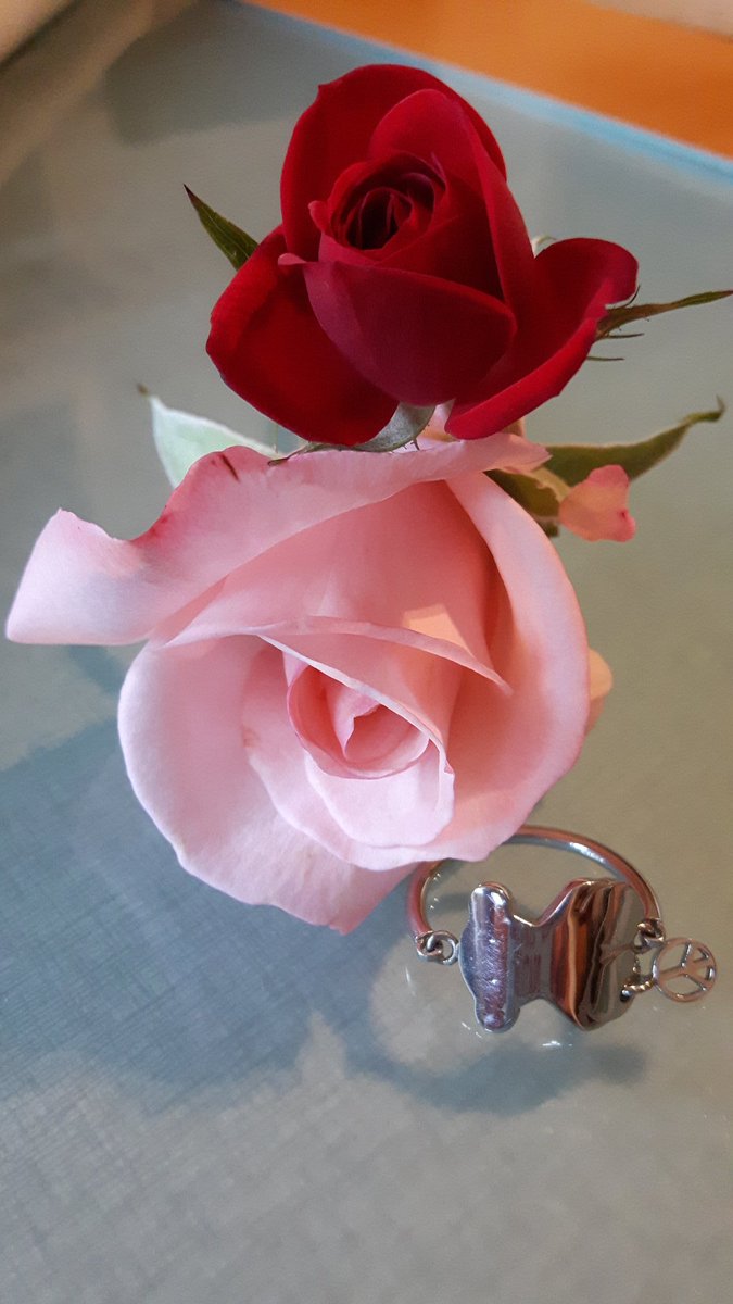 Rosa tweet media