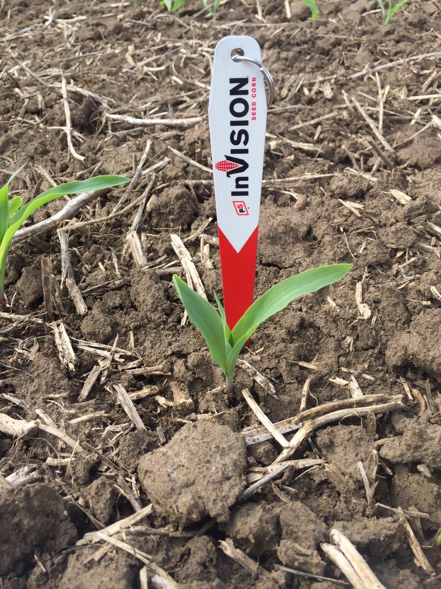 GrandinJohn's tweet photo. FS 61SV1 off to a great start in Marshalltown, IA. #plant17 #fsseed #ncfs1 #hnoel78 https://t.co/bUHUrht23V
