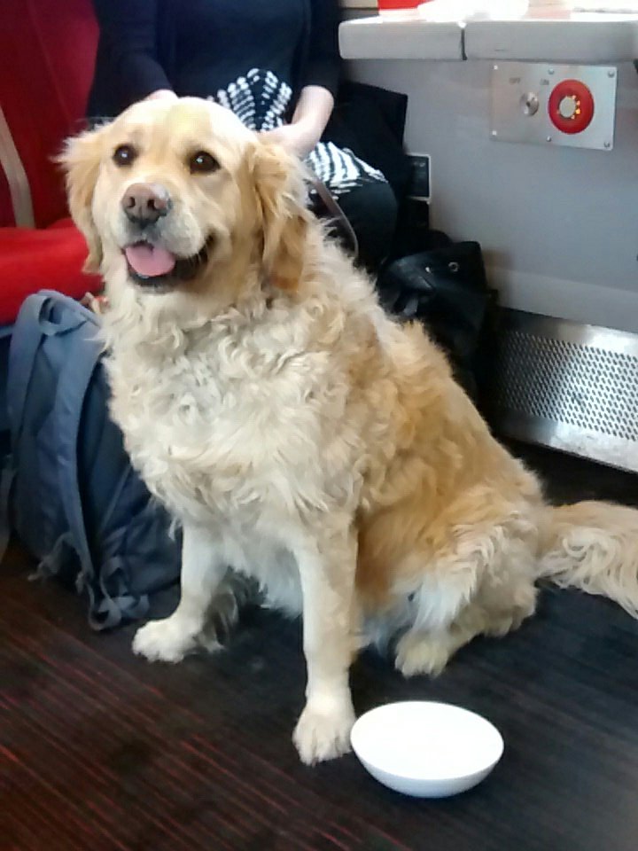 authorDianneW's tweet photo. Meet the winner of the #GuideDogAwards 'Beyond the call of duty' award Darcy, an amazing dog #Yorkshire https://t.co/P8Fyw3MhQz