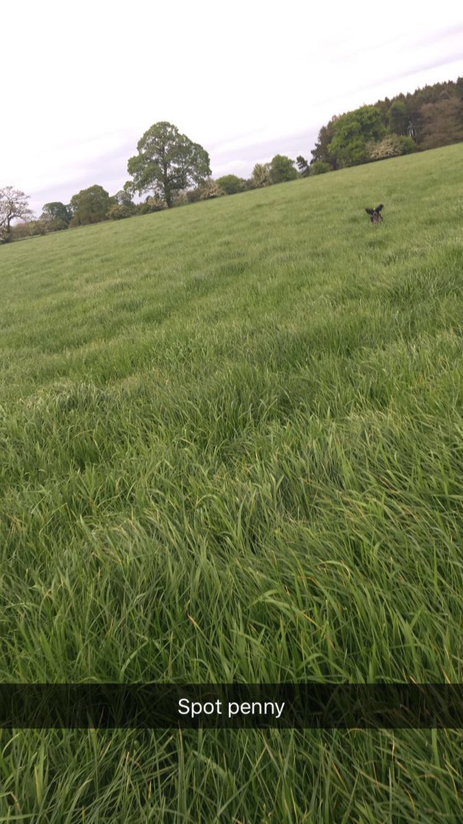 The ears have it! #Flyingdog #Sprocker #RibbleValley